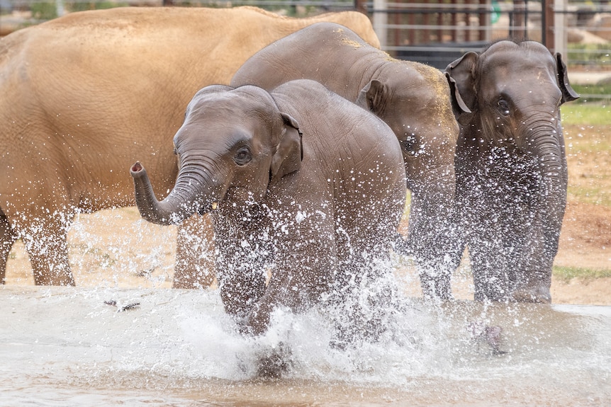 A small elephant with water droplets rising all around it with more young elephants behind it.
