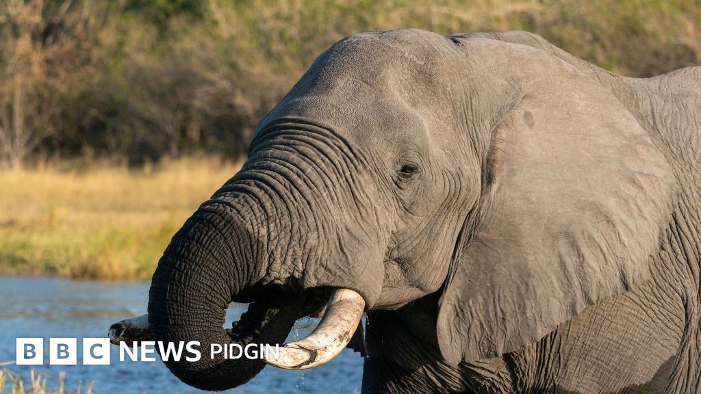 Elephants killed in Botswana: Animal rights activists dey para say Southern African kontri kpai 23 elephants for independence celebrations