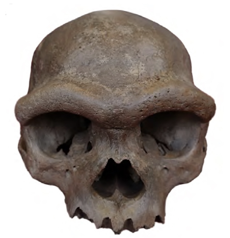 Harbin skull