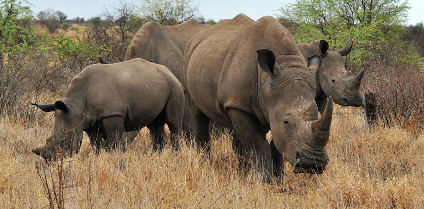 Rhinos and elephants can cause huge problems if reintroduced badly – here’s how to get it right