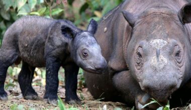 Africa’s rhinos often get the spotlight – but Indonesia’s two rhino species are far closer to extinction