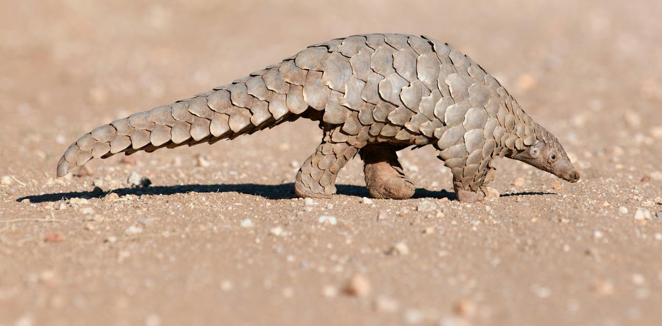 How Canada can better track what happens to trafficked wildlife after they’re seized