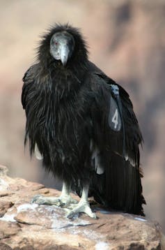 A young bird with thick black feathers