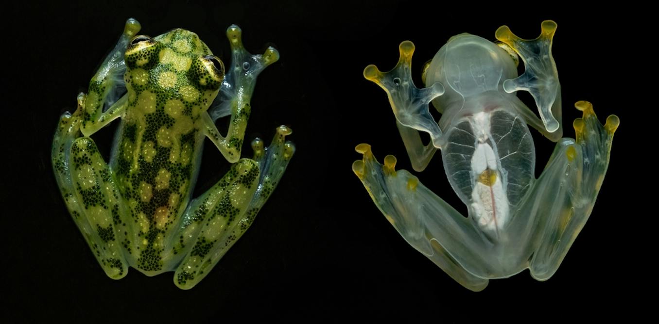 Werewolf mice, ghostly frogs and zombie cockroaches: the animal versions of our Halloween horrors