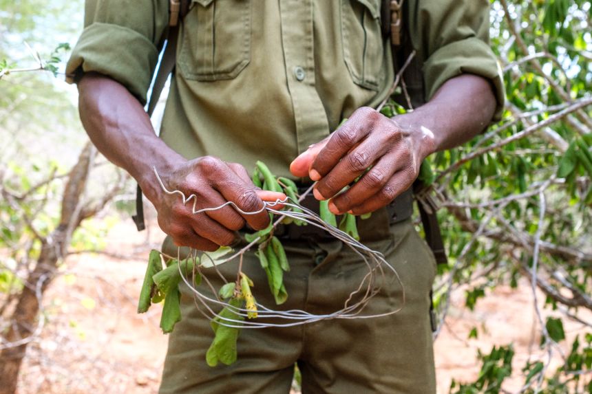 Wire snares, pictured being removed in Kenya's Rukinga Wildlife Sanctuary, can inflict lethal damage on wildlife.