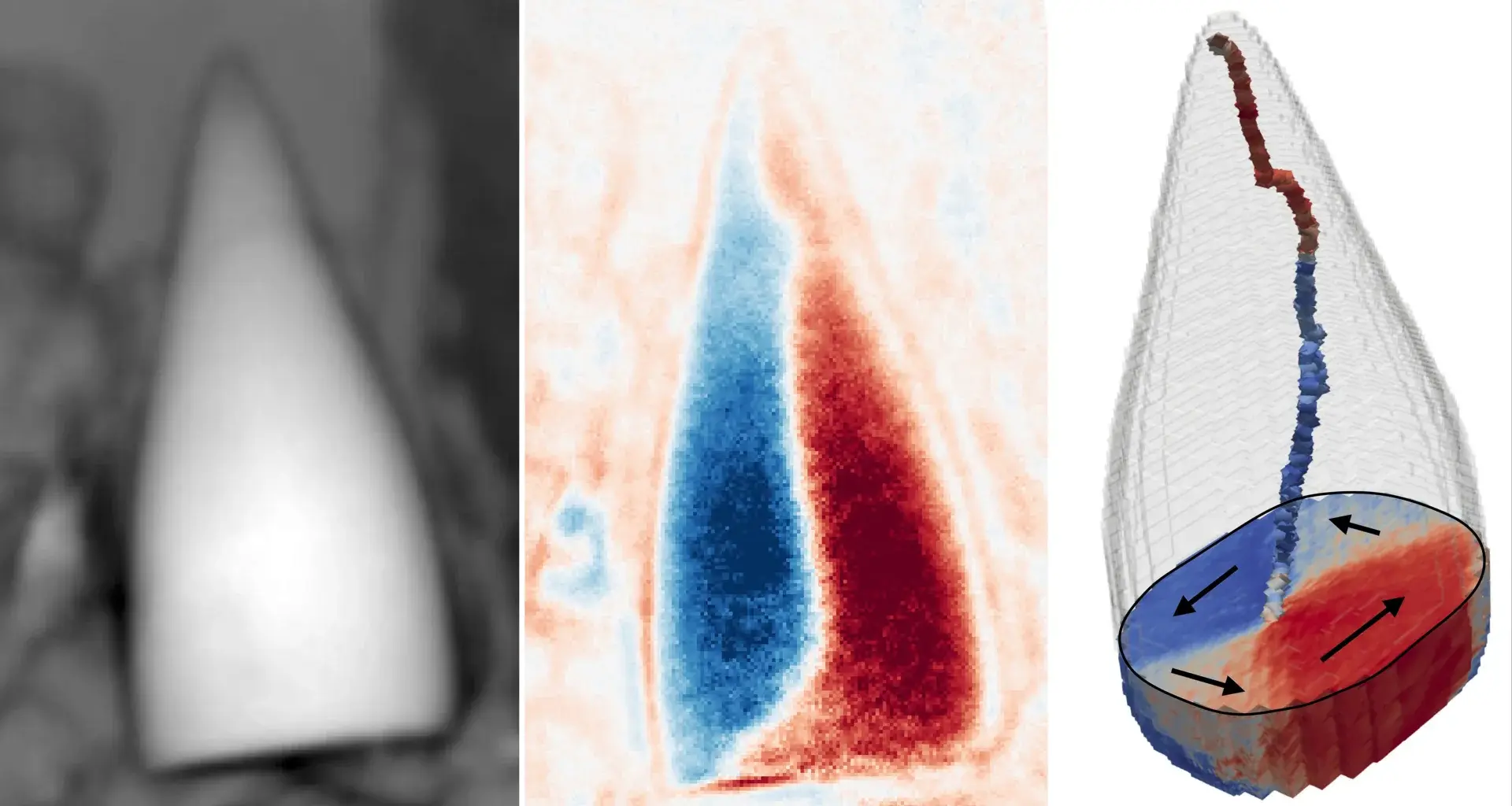 97-million-year-old fossils reveal the earliest known animal “GPS”