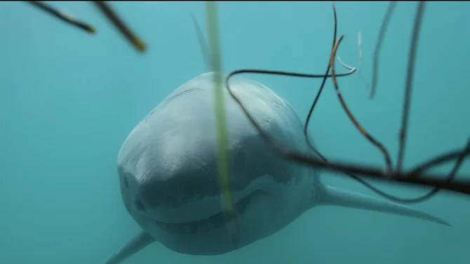 Great white shark swimming