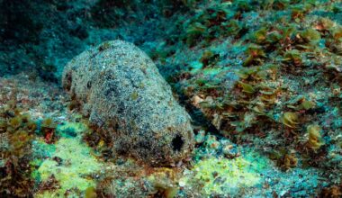 This Sea Creature Looks Like Poop. It May Also Live For 120 Years. : ScienceAlert