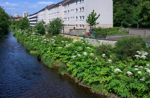 Invasive species are spreading across Ireland. So why is the response so inadequate?