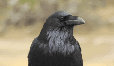 A close up of a crow looking around