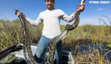 An 8-Foot Python Crosses a Florida Road. What Happens Next?