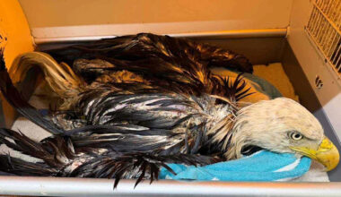 ‘Awful-Smelling,’ Goo-Covered Bald Eagle Saved from Dump and Released into the Wild After 4 Rounds of Cleaning