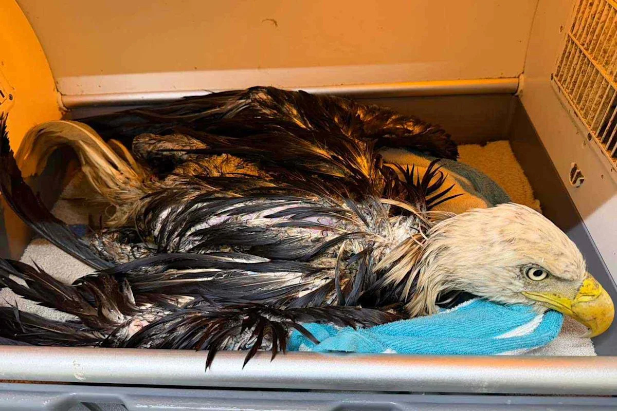 ‘Awful-Smelling,’ Goo-Covered Bald Eagle Saved from Dump and Released into the Wild After 4 Rounds of Cleaning