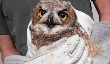 Owl Beaten with Baseball Bat by Teens Recovers and Flies Free