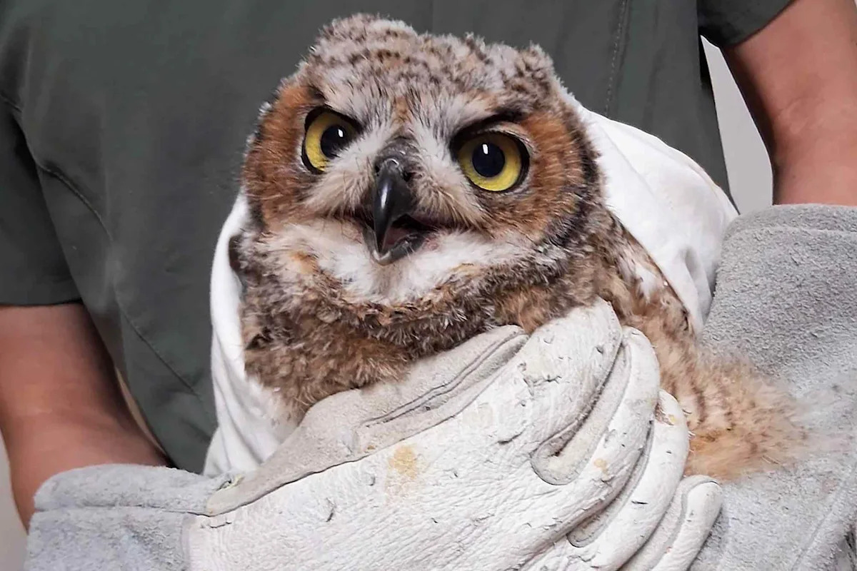 Owl Beaten with Baseball Bat by Teens Recovers and Flies Free