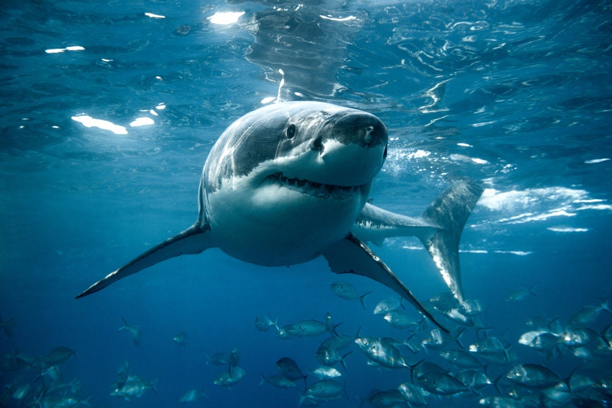 An ancient shark graveyard has been discovered in an Egyptian desert