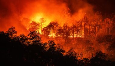 Forest fires significantly worsening across Africa’s tropical nations, data shows