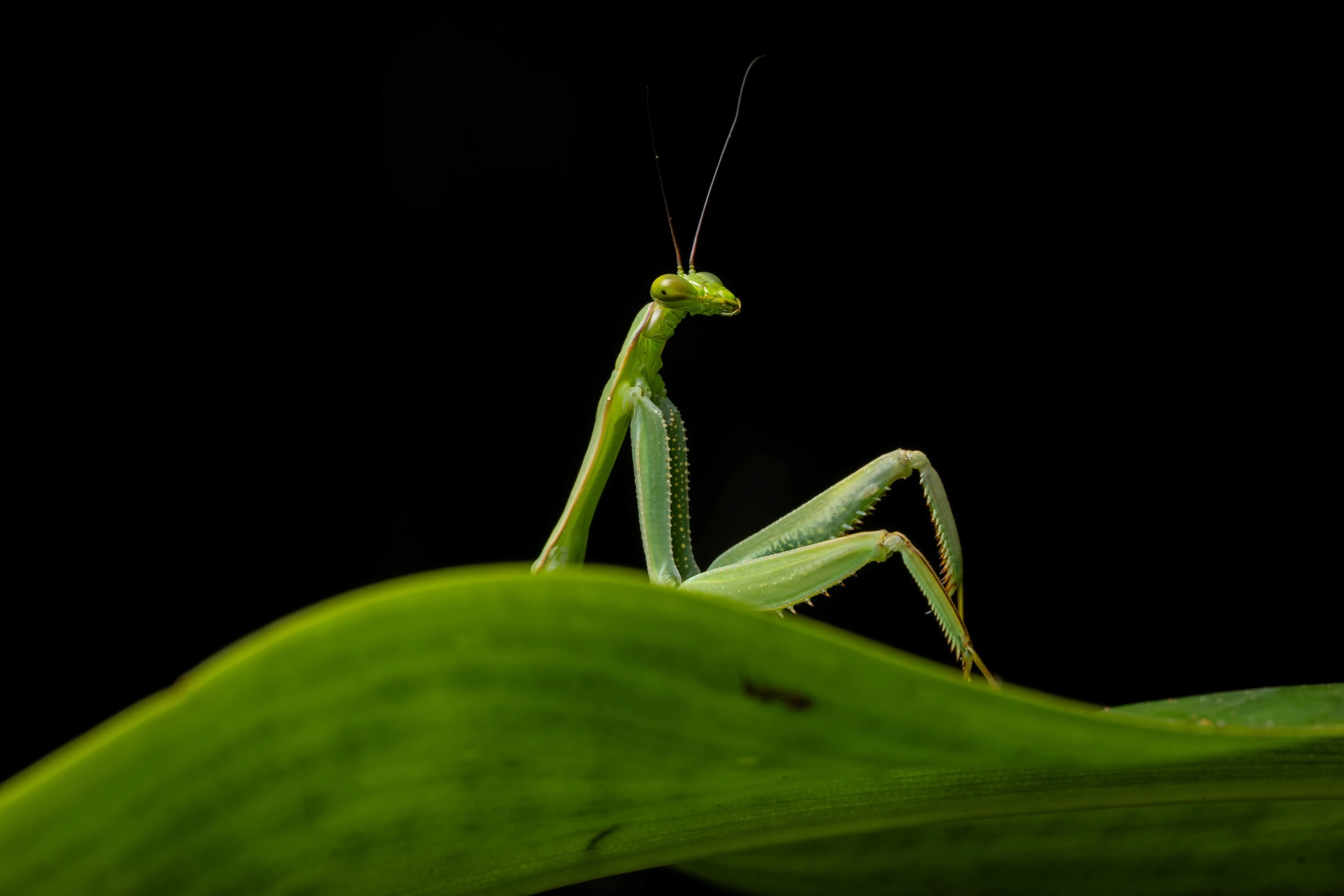 A preying mantis on a leaf