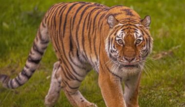 Man dies after tiger attack at wildlife park in Yorkshire