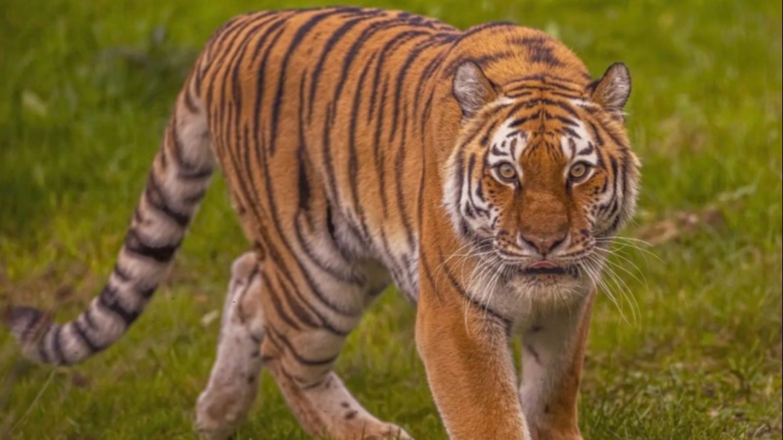 Man dies after tiger attack at wildlife park in Yorkshire