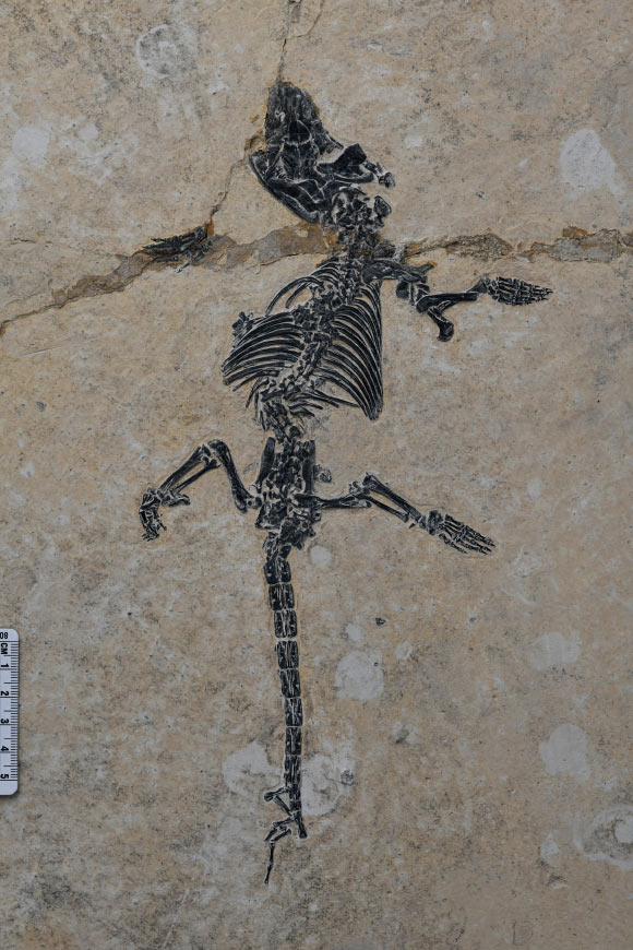 Holotype specimen of Dongoconodon platycauda. Image credit: Bi et al., doi: 10.1038/s41467-026-77339-w.
