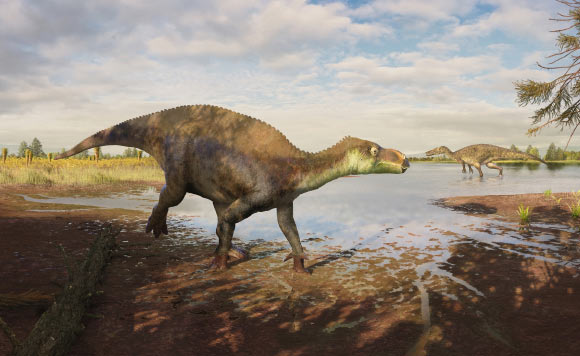 Life reconstruction of the iguanodontian dinosaur Paludohadros proudlovii; in the distance, the large predatory dinosaur Baryonyx walkeri can be seen. Image credit: Guilherme Gehr.