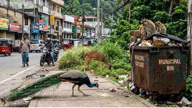 Peacocks, monkeys, deer make their way into urban areas including Colombo - Breaking News