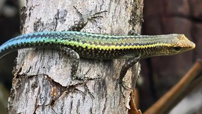 In 2010, just 66 Christmas Island blue-tailed skinks were saved; 15 years later, 545 were released on a new island