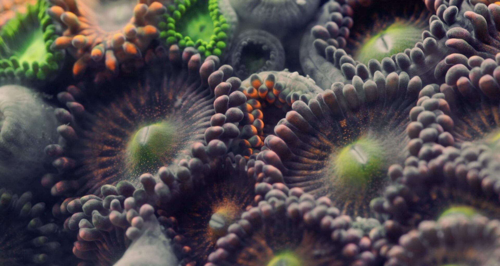 a still of a detailed image of coral patterns