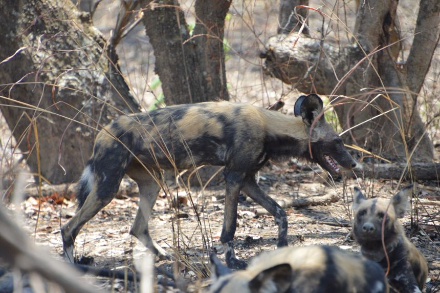 Wild dogs often leave their natal pack in search of a mate once they reach maturity, sometimes alone but regularly in same-sex groups.
