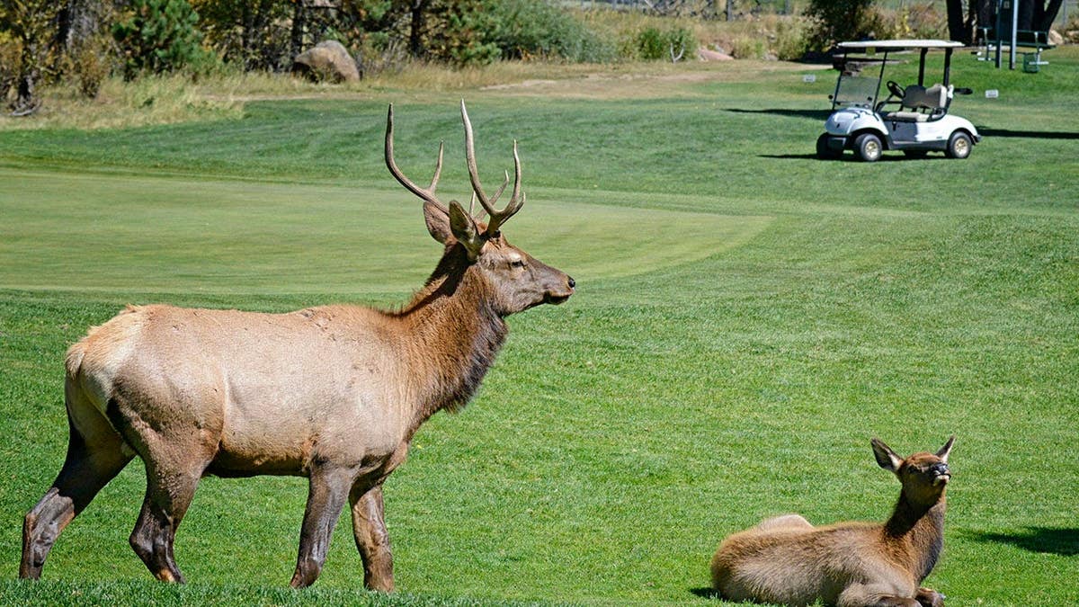 Male elk and calf stand on golf course grass in sunlight.