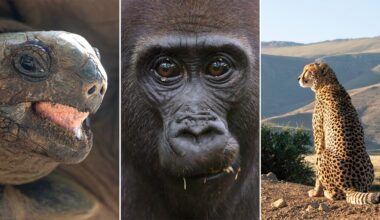 A triptych showing a close-up of a tortoise, a gorilla's face, and a cheetah sitting in a landscape.
