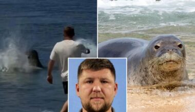 Hawaii monk seal attack suspect blames Delta for lack of warning