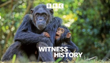 Witness History, Declaring chimpanzees an endangered species