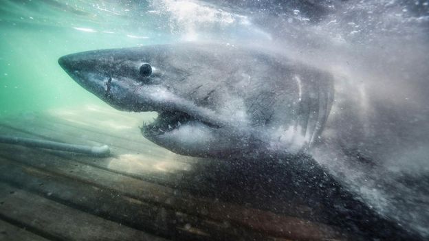 Canada's Atlantic waters are attracting more great white sharks