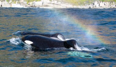 'What the hell did this?': The orca brothers preying on great white sharks