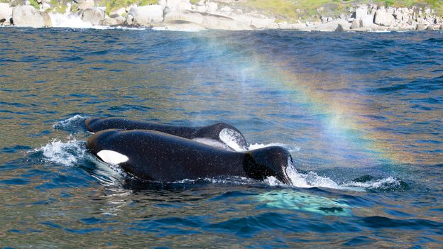 'What the hell did this?': The orca brothers preying on great white sharks