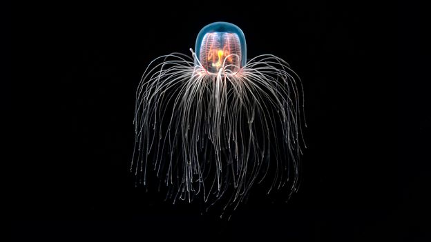 The immortal jellyfish can beat ageing. It could inspire treatments for diseases of old age