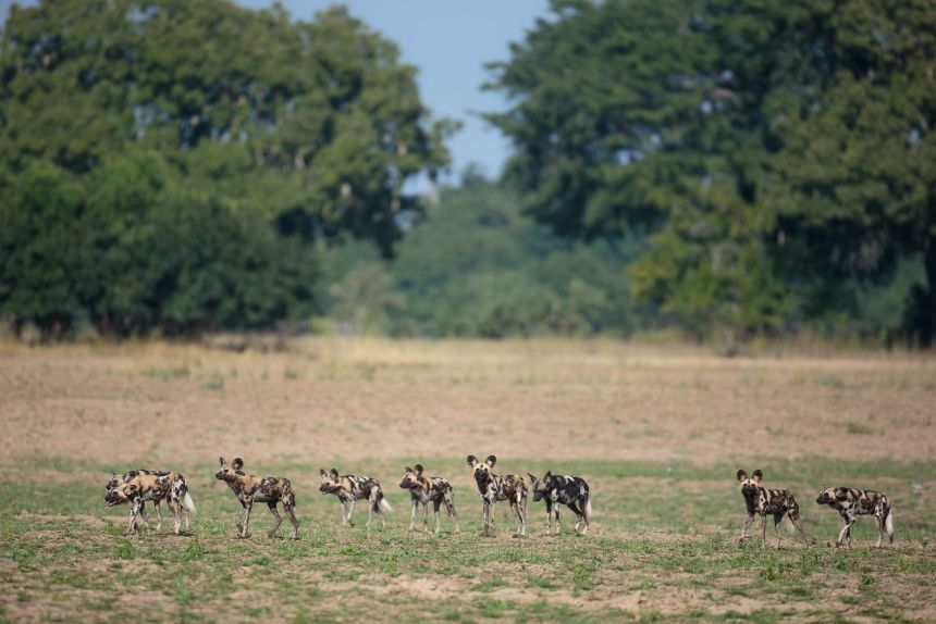 African wild dogs are renowned for their strong social bonds.