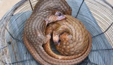 Customs intercept three live pangolins in Lagos