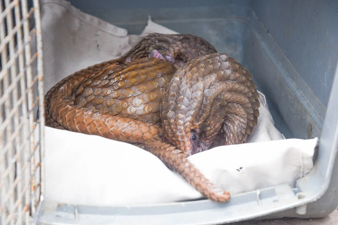 pangolins