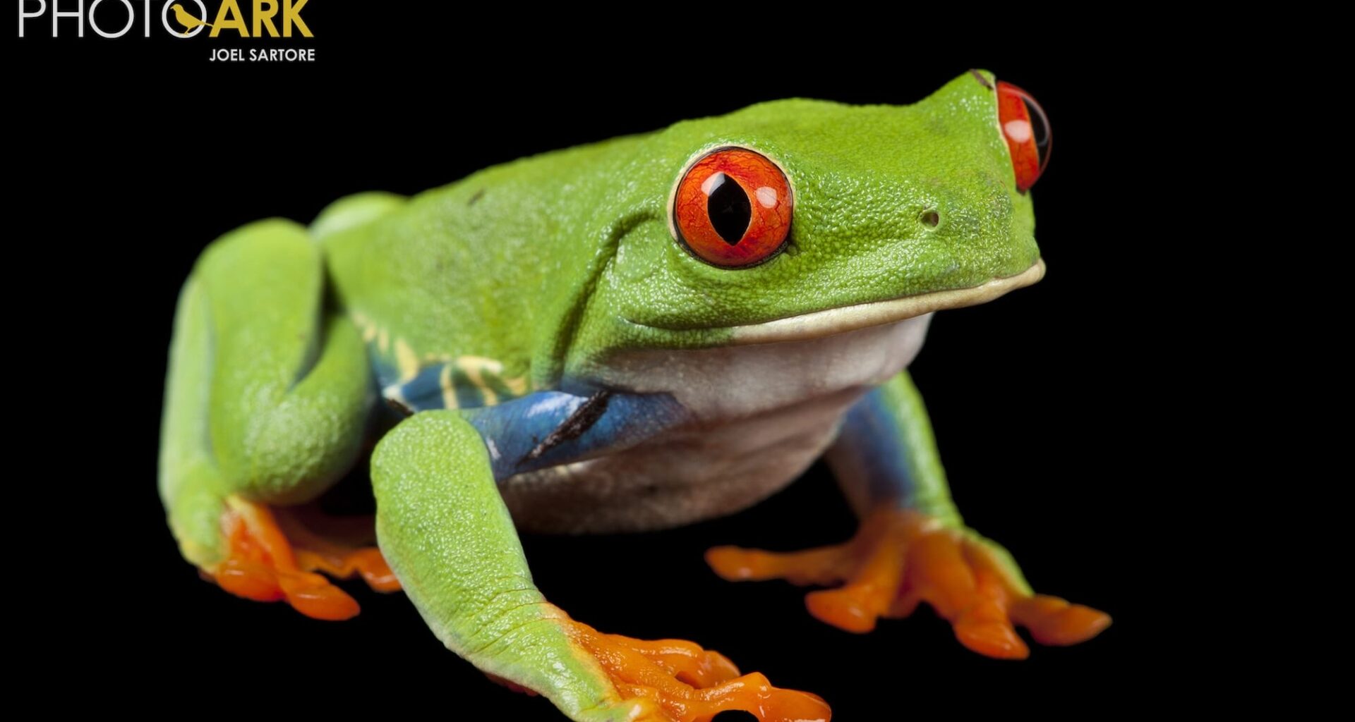 a portrait of a red-eyed tree frog