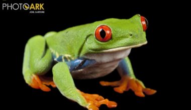 a portrait of a red-eyed tree frog