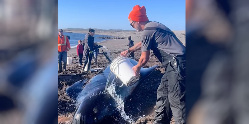 Burin Peninsula Residents Team Up to Save Pilot Whales