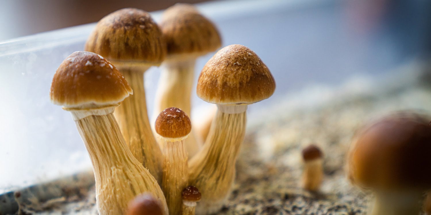A single dose of psilocybin eased depression within days, but its edge over placebo faded within a year