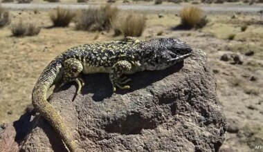 Peru, Home To 296 Species Of lizard, Finds One More