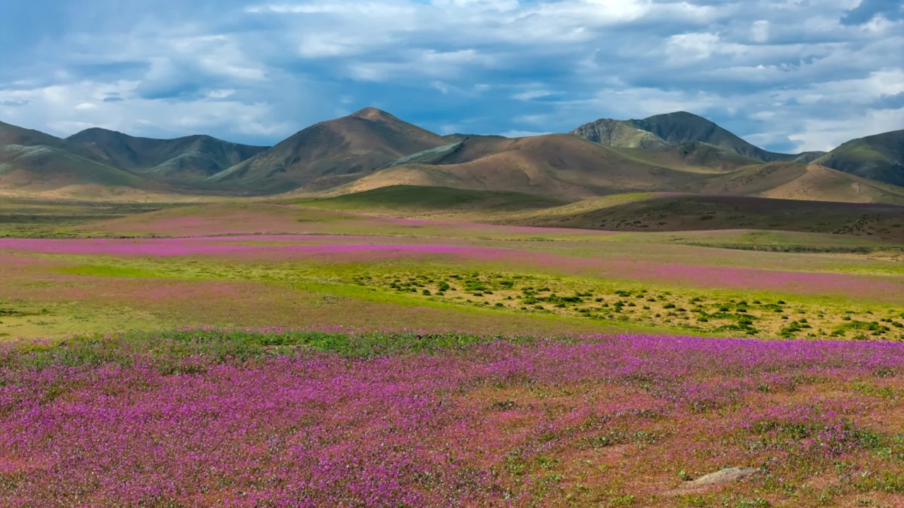 Atacama, one the driest regions, saw flowers bloom. Atacama, one the driest regions, saw flowers bloom.