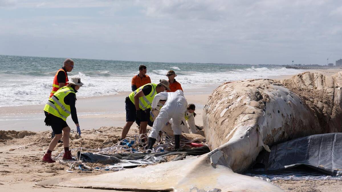 Several sharks were seen circling a massive rotting whale carcass at Perth's City Beach. (Aaron Bunch/AAP PHOTOS)