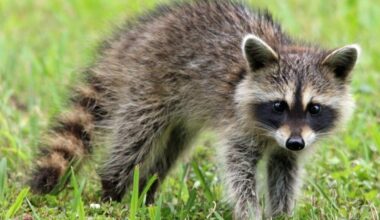 Rabid raccoon confirmed in Hunterdon County township after four reports of sick raccoons