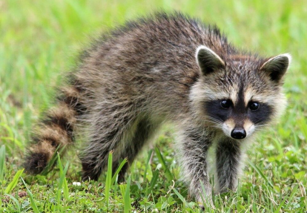Rabid raccoon confirmed in Hunterdon County township after four reports of sick raccoons